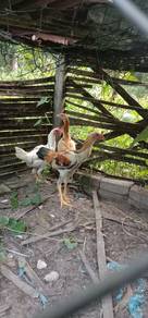ayam baik