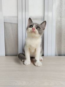 British bi color kitten