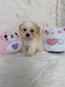 Poodle Mix Maltese ，Maltipoo