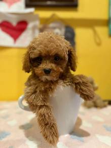 cavapoo-3
