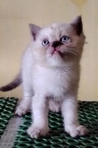 British Shorthair Kitten