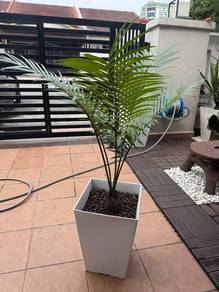Pokok aji utk dijual