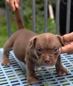 AMERICAN BULLY PUPPIES S130 🐻 Rehome Male Exotic