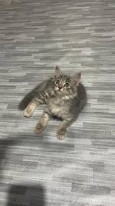 kitten 