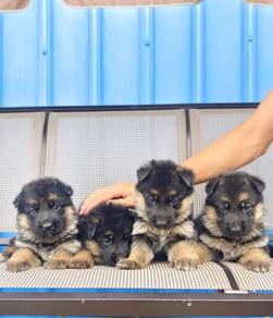 German Shepherd