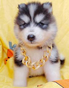 Husky