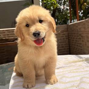 Golden Retriever r