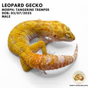Leopard Gecko Tangerine Tremper Cicak Malaysia JB