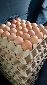 egg