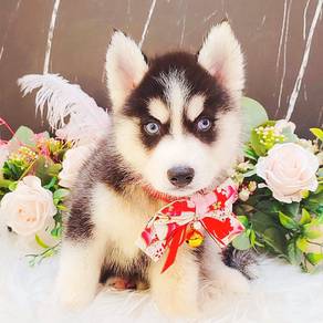Husky