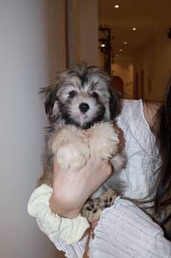 J0667 Maltipoo Sweet Wavy Hair Family Puppy