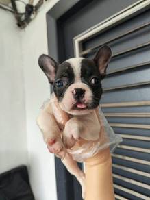 French bulldog