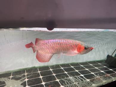 SuperRED Arowana SEPAUK
