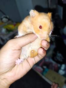 syirian albino biasa