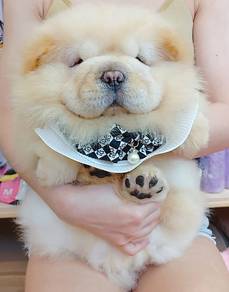Chow Chow