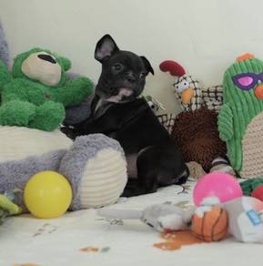 FRENCH BULLDOG PUPPIES VIP33🌻Cute Puppy Boy~Girl