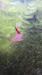 red cherry shrimp