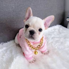 FRENCH BULLDOG PUPPIES 🌻VIP147 Boy -Girl