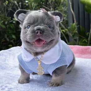 FRENCH BULLDOG PUPPIES 23🌻Premium~ Fluffy Boy