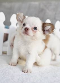 CHIHUAHUA PUPPIES 162🌷Head Apple Bonnie Dog