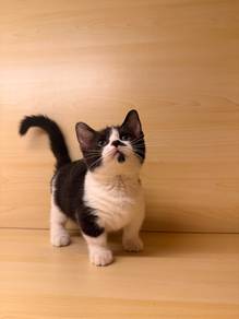 munchkin