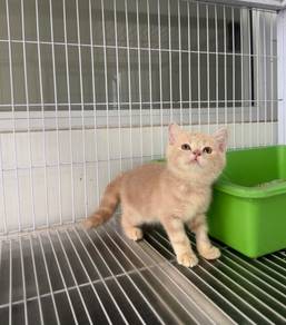 BSH cream kitten