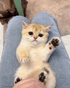 CFA Golden Shaded British Shorthair