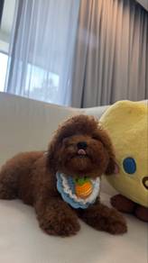 tiny toy poodle baby girl