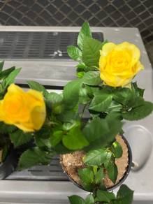 Pokok mawar kuning Yellow Rose plant