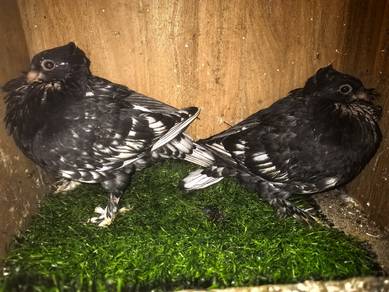 Burung Merpati Blondenettes Anak 