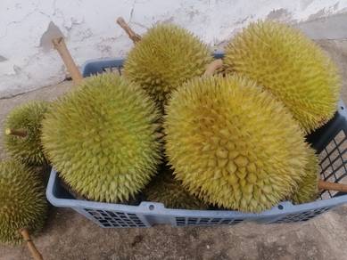 Durian susu