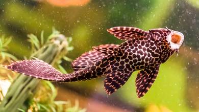 Sucker Fish - Common Pleco