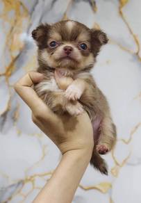 CHIHUAHUA PUPPIES CH302🌷 Head Apple