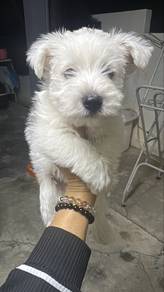Male Westie Puppy M3