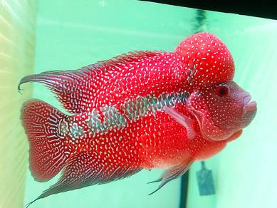 Flowerhorn Cc Red Kamfa 