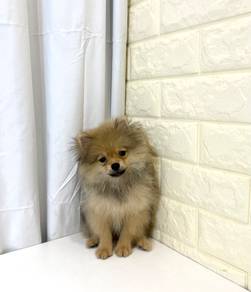 J0261 Pomeranian Tiny Fur Ball Puppy