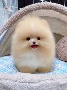 Pomeranian