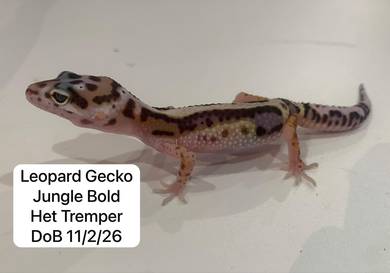 Leopard Gecko Jungle Bold Het Tremper Untuk Dijual