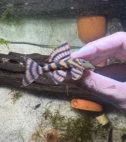 (PAIR) L397 Alenquer Tiger Pleco