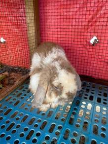 Holland Lop Male