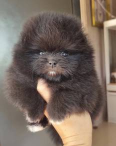 POMERANIAN PUPPIES P149 available cute cute
