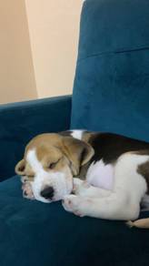 K4003 Borky Beagle Smooth Coat Long Ears Puppy Dog