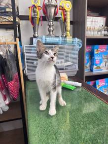 male cat FREE ADOPT