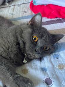 BLH Mixed Persian