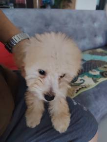 Female Poodle for sale