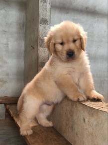 Golden retriever