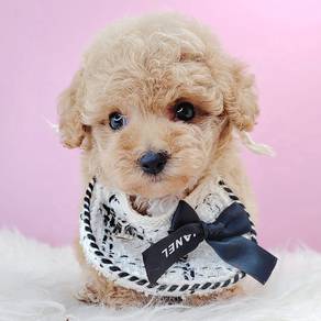 Tiny Toy Poodle