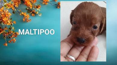 Maltipoo Puppy 