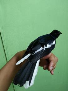 Murai Kampung body besar