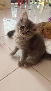 Kucing Diberi percuma 
